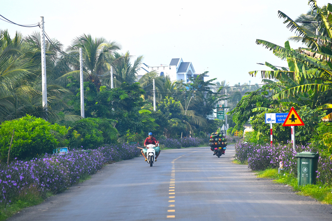 Một đọan đường tỉnh 877B qua xã Tân Thới được trồng hoa rất đẹp. Ảnh: Kiều Nhi.