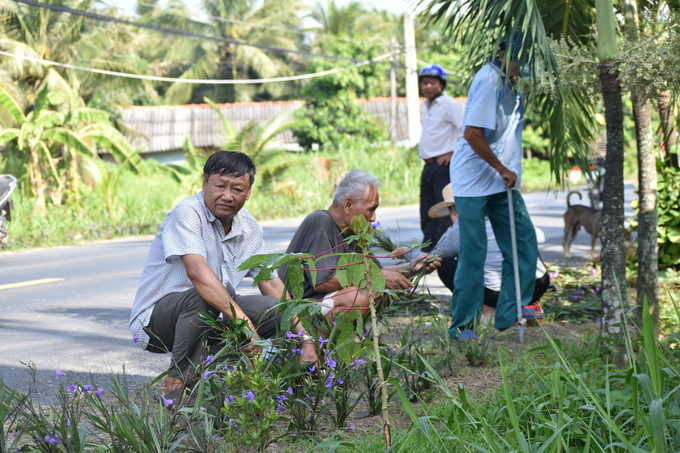 Nông dân Tân Thới hưởng ứng trồng hoa ven đường. Ảnh: Kiều Nhi.