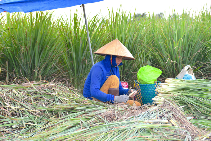 Cùng với dừa, sả đang trở thành cây trồng chủ lực ở cù lao Tân Phú Đông. Ảnh: Kiều Nhi.