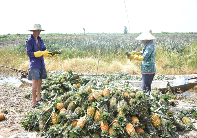 Huyện Tân Phước trở thành vương quốc khóm lớn nhất nước với diện tích trên 15.700ha. Ảnh: Minh Đảm.