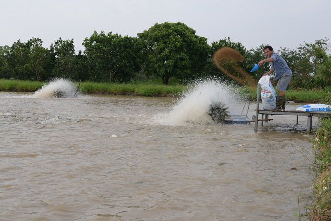 Anh Liêm cho cá ăn. Ảnh: Dương Đình Tường.