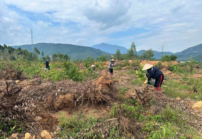 Công nhân Trung tâm Lâm nông nghiệp xử lý thực bì và làm đất. Ảnh: PV.