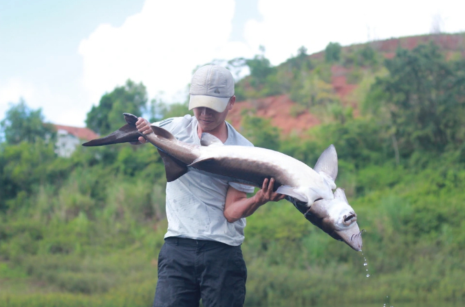 Nhiều loại cá đặc sản có khả năng sinh trưởng tốt ở các lòng hồ thuộc tỉnh Gia Lai. Ảnh: Đ.L. 