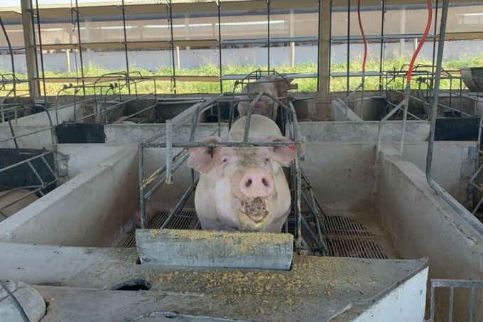 Pork production in Brazil increased by 54.4% in volume. Photo: Daniel Azevedo Duarte.