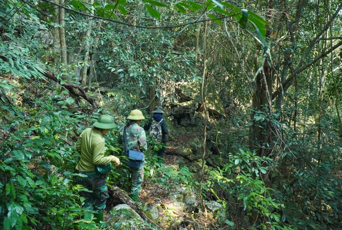 Kiểm lâm Khu bảo tồn loài - sinh cảnh Nam Xuân Lạc (huyện Chợ Đồn) đi tuần rừng. Ảnh: Ngọc Tú.