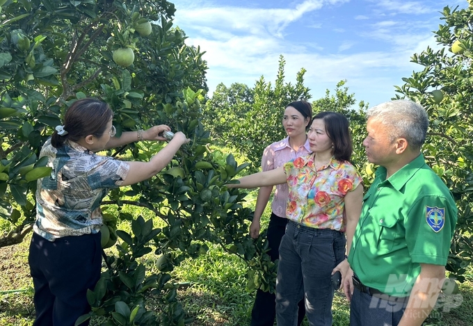 Theo chị Phạm Thị Minh Tâm (thứ 3 từ phải sang), khi sử dụng nhện nhỏ bắt mồi, triệu chứng trên lá do nhện hại gây ra đã giảm đáng kể. Ảnh: Trung Quân.