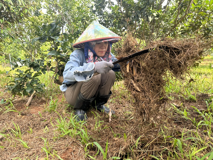 Thảm cỏ trong vườn không chỉ giữ ẩm mà sau khi cắt bỏ còn là nguồn cung cấp chất dinh dưỡng cho cây trồng. Ảnh: L.K.