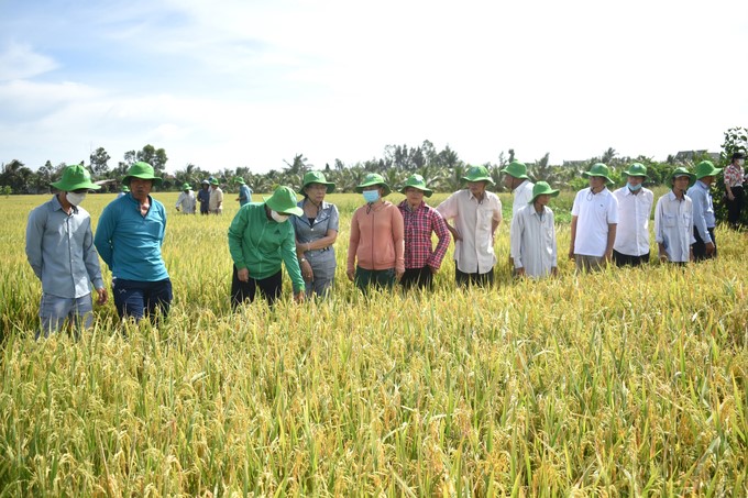 Farmers visit the rice production model applying IPHM in the summer-autumn crop of 2024 in Tan Trung commune, Go Cong city, Tien Giang province. Photo: Minh Dam.