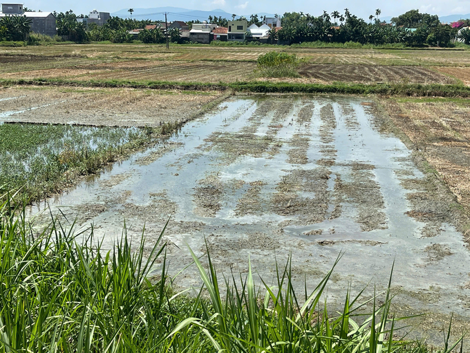 Nước thải tràn vào đồng ruộng sản xuất lúa của người dân địa phương. Ảnh: L.K.