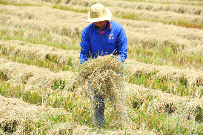 After the rice harvest, a large amount of straw remains in the fields. Photo: Le Hoang Vu.