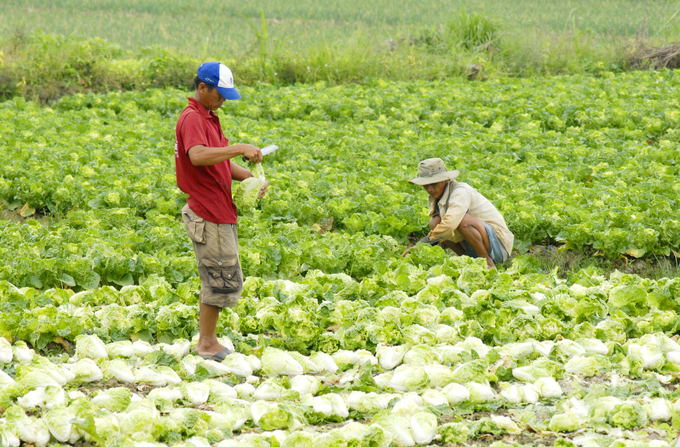 Ngành nông nghiệp An Giang tập trung phát triển các vùng sản xuất chuyên canh rau màu, rau màu công nghệ cao chủ lực của tỉnh với quy mô 5.788ha. Ảnh: Lê Hoàng Vũ.