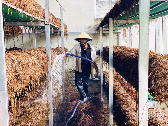 The circular economy model from rice straw helps farmers increase their income while addressing the issue of burning straw in the fields, which is both wasteful and harmful to the environment. Photo: Le Hoang Vu.