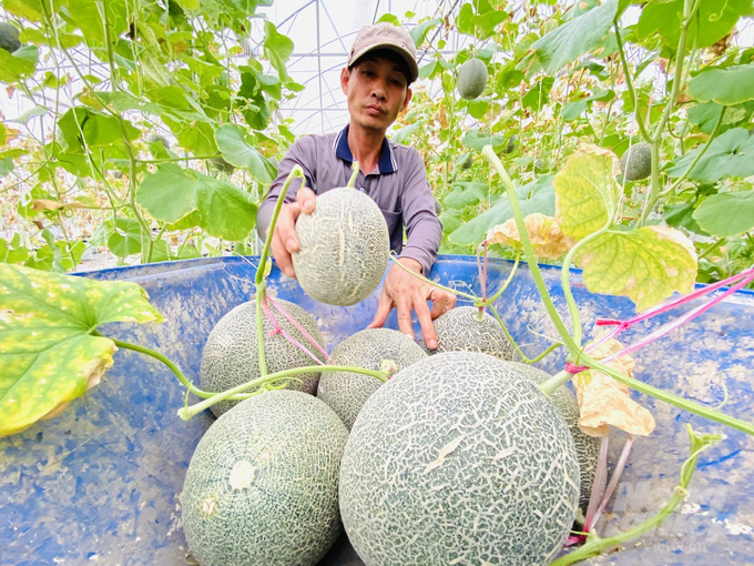 Để phát triển rau màu bền vững, trong đó vai trò của doanh nghiệp thực hiện chuỗi liên kết sản xuất và tiêu thụ sản phẩm cho nông dân. Ảnh: Lê Hoàng Vũ.