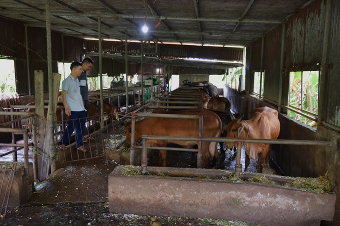 Cán bộ Trung tâm Dịch vụ Nông nghiệp huyện Thường Tín xuống thăm trại bò của anh Hoàng. Ảnh: NNVN