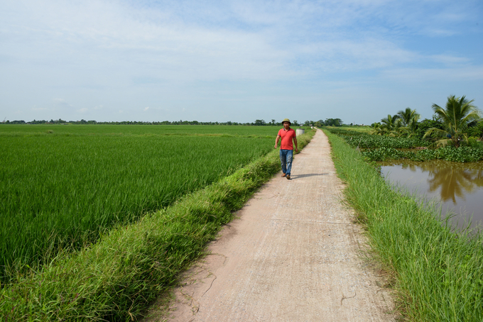 Anh Trần Mạnh Hùng - Chủ tịch CLB đại điền Hải Phòng đi thăm ruộng. Ảnh: Dương Đình Tường.