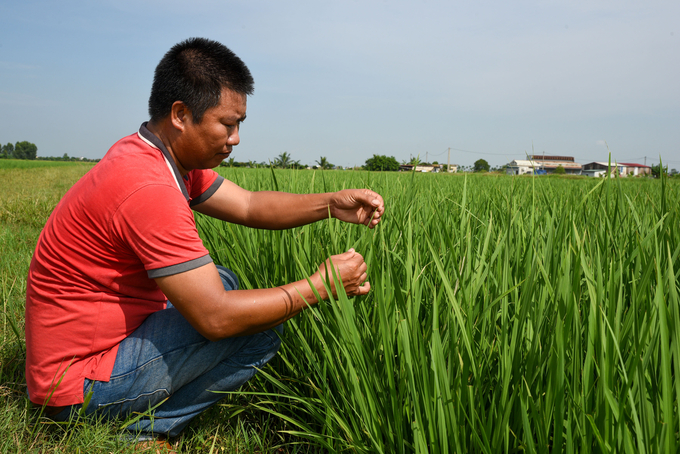 Anh Trần Mạnh Hùng kiểm tra tình hình sâu bệnh. Ảnh: Dương Đình Tường.