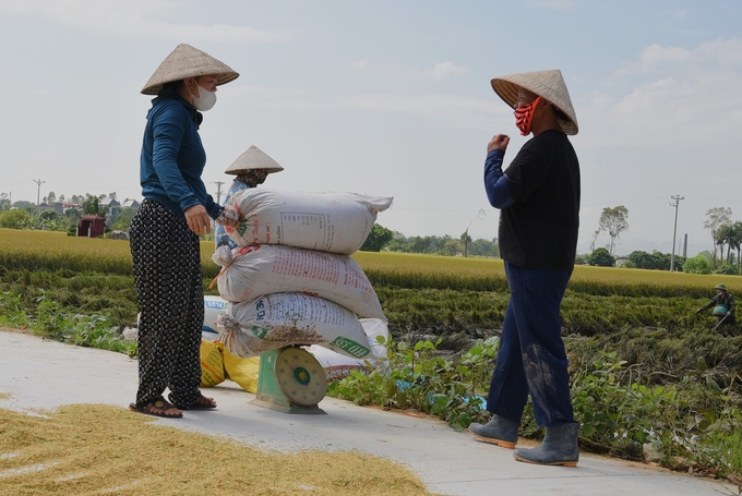 Cân lúa tươi tại bờ ruộng. Ảnh: Vân Đình.