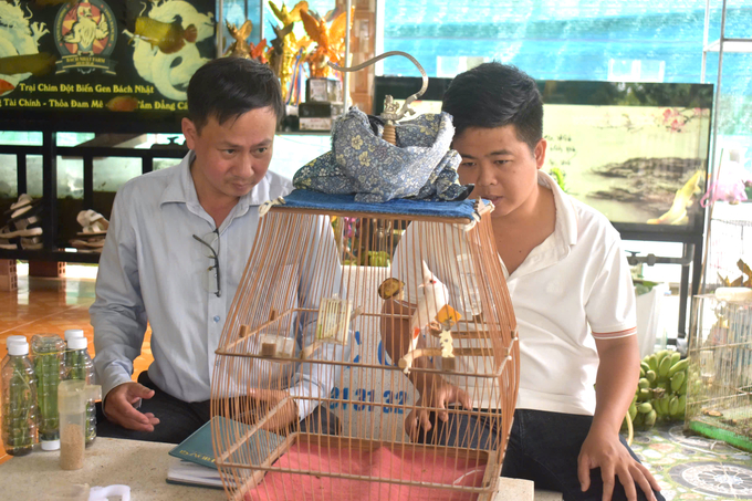 Anh Trần Hữu Vinh giới thiệu với chúng tôi chú chim chào mào đã đấu thắng nhiều giải có giá trị trên 100 triệu đồng. Ảnh: Minh Đảm.