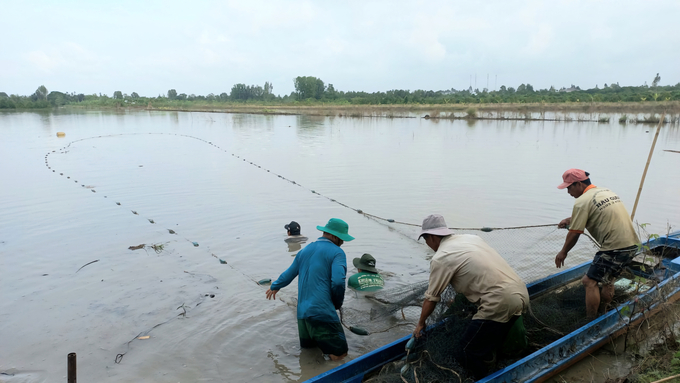 Mô hình nuôi cá đồng vào mùa nước nổi thay thế lúa vụ 3 đang phát triển mạnh ở vùng ĐBSCL, cho hiệu quả kinh tế cao. Ảnh: Kim Anh.