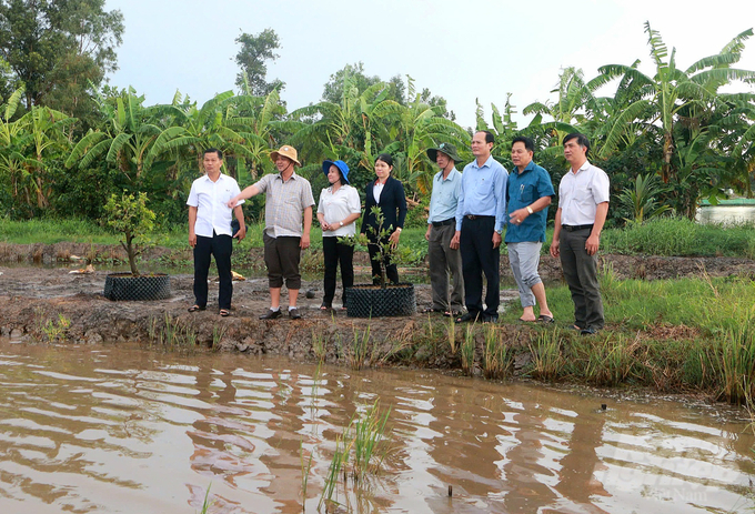 Mô hình nuôi cá đồng kết hợp trong ruộng lúa tại các địa phương vùng trũng là định hướng phát triển lâu dài của tỉnh Sóc Trăng. Ảnh: Kim Anh.