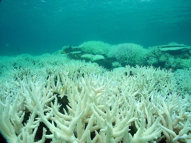 Marine heatwaves at sea, such as those in Australia, are causing the Great Barrier Reef to bleach and possibly die. Photo: Phys.org.