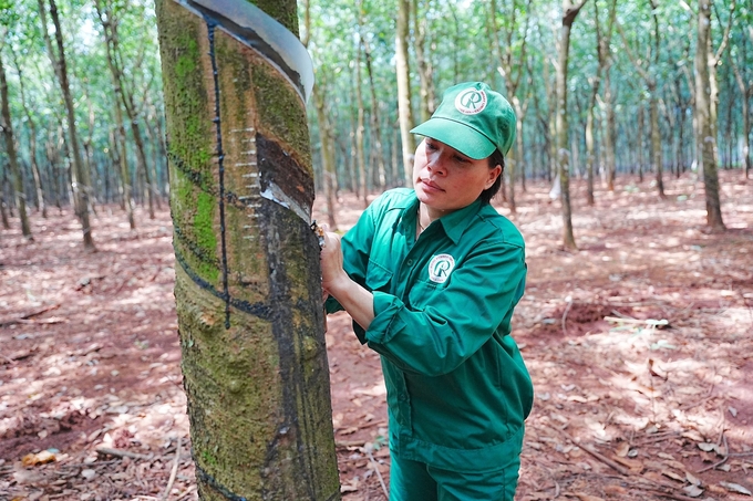 Tính chung trong 9 tháng đầu năm 2024, doanh thu và thu nhập khác hợp nhất của VRG là 16.207 tỷ đồng. Ảnh: Phúc Lập.