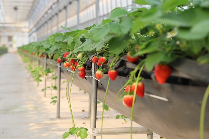 A high-tech strawberry cultivation area in a greenhouse in Hanoi. Photo: VAN.