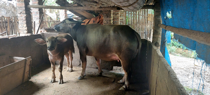 Tiêm phòng là giải pháp ngăn ngừa dịch bệnh viêm da nổi cục hiệu quả trên đàn trâu, bò. Ảnh: Ngọc Tú. 