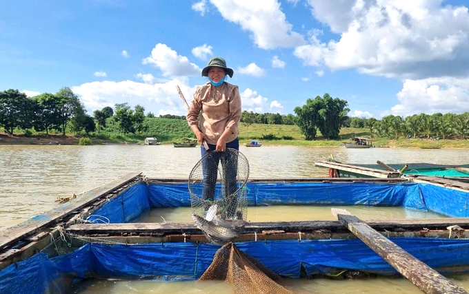 Chị Lê Hồng Thanh nuôi cá lồng bè được hơn 5 năm. Ảnh: Tuấn Anh.