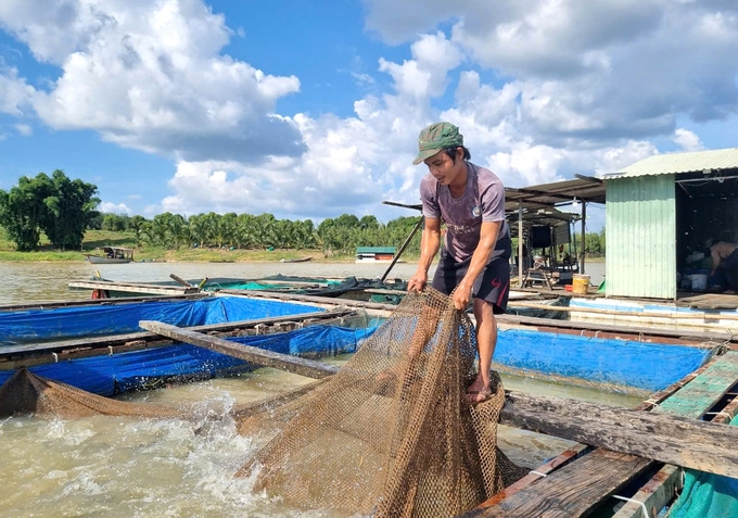 Nuôi cá lồng bè rất tiềm năng và được huyện Sa Thầy đặc biệt quan tâm. Ảnh: Tuấn Anh.