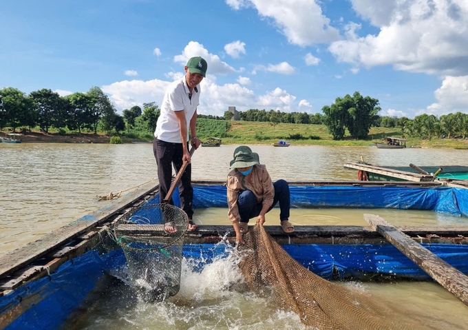 Nuôi cá lồng bè với các loại cá đặc sản luôn cho thu nhập cao. Ảnh: Tuấn Anh.