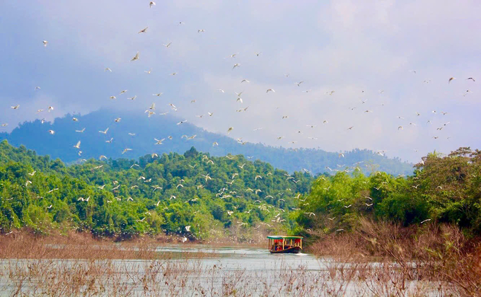 Đàn cò tại Vườn Quốc gia Vũ Quang (Hà Tĩnh). Ảnh: Thái Cảnh Toàn.