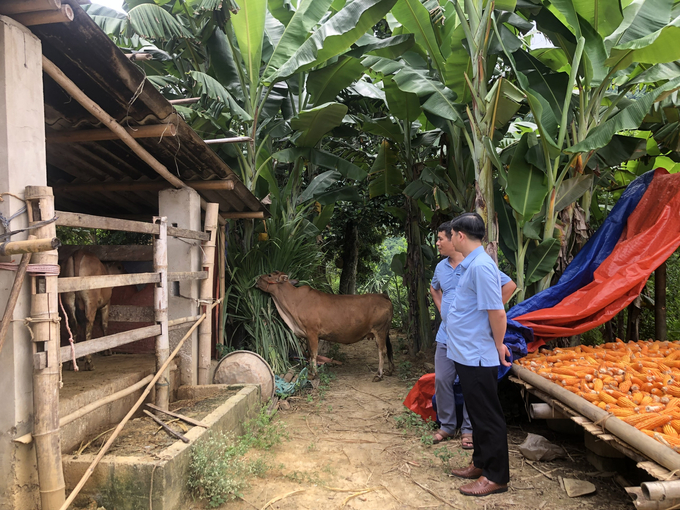 Bệnh viêm da nổi cục trên đàn trâu, bò cơ bản được khống chế trên địa bàn huyện Ba Bể. Ảnh: Ngọc Tú. 