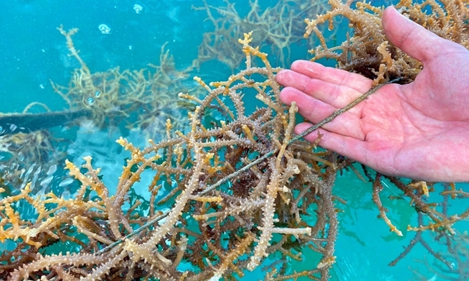 The carbon absorption capacity of seaweed is 2 to 5 times higher than that of forest plants. Photo: Bao Thang.