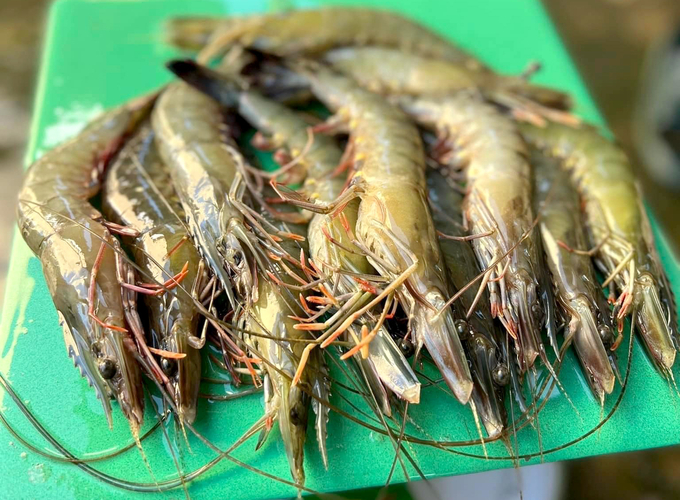 Shrimp exports reached nearly 2.8 billion USD after 9 months. Photo: Son Trang.