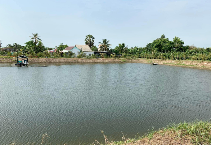 A pangasius farming pond in the Mekong Delta. Photo: Son Trang.