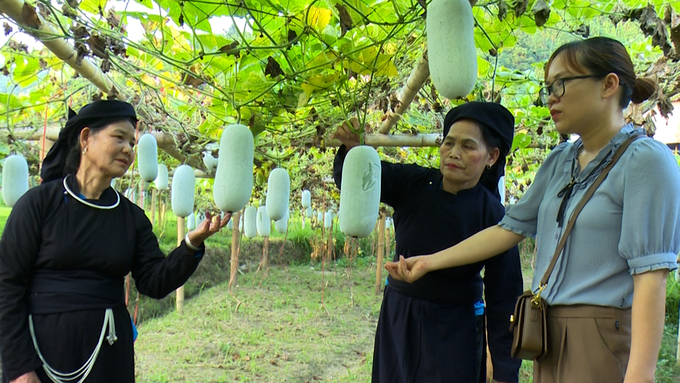 Cây bí xanh thơm mang lại thu nhập cao cho người dân huyện Ba Bể. Ảnh: Ngọc Tú. 