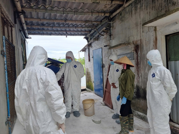 Director of the Department of Animal Health Nguyen Van Long inspected the situation of African swine fever in Hai Phong before Typhoon No. 3 occurred. Photo: Dinh Muoi.