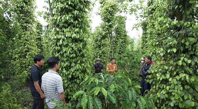 Mr. Ha Cong Xa (orange shirt) instructs farming techniques to cooperative members. Photo: Hong Thuy.