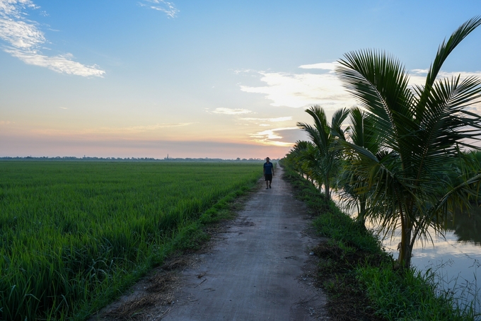 Vẻ đẹp của cánh đồng lúc bình minh. Ảnh: Dương Đình Tường.