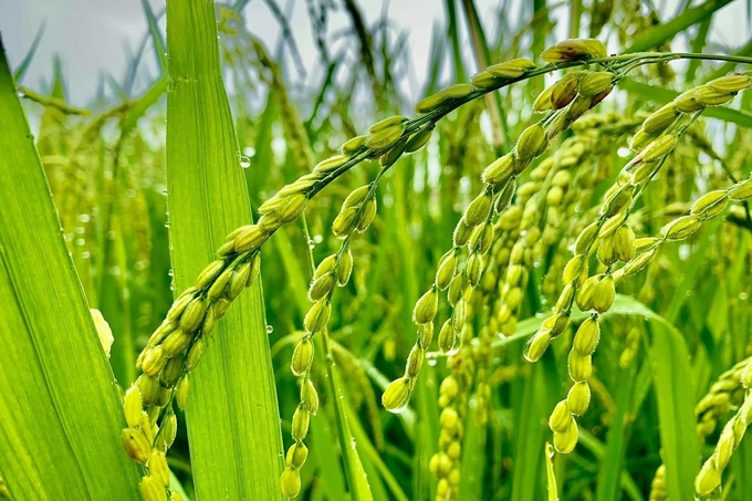 Update on rice prices on 10/02/2024