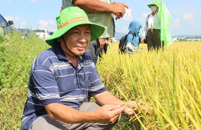 Giống lúa TBR97 cho năng suất vượt trội. Ảnh: Tuấn Anh.