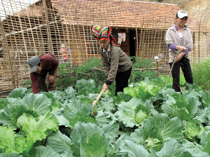 Người dân bản tái định cư Phiên Cại, xã Chiềng Lao, huyện Mường La lao động sản xuất, xây dựng cuộc sống mới  Ảnh: EVN.