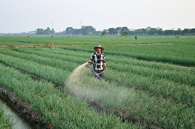 Ở miền Bắc, vụ đông là một trong những vụ sản xuất chính. Ảnh: Tùng Đinh.