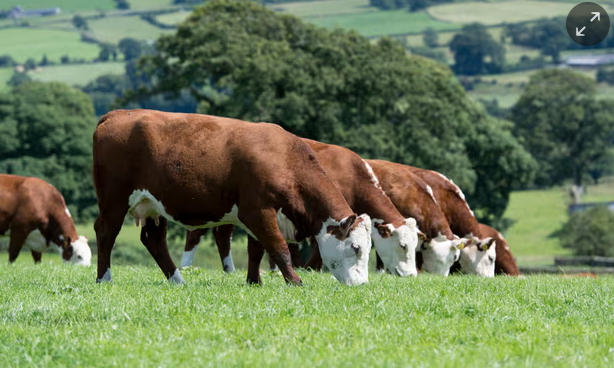 Agricultural greenhouse gases make up about a quarter of total anthropogenic emissions and mostly derive from livestock. Photograph: Farm Images.