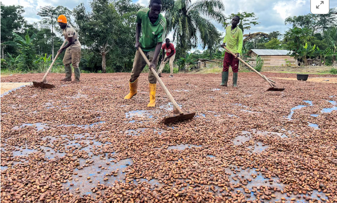 Workers sun-dry cocoa beans in a courtyard in the village of Endaba near the town of Ntui in the Centre Region, Cameroon, September 19, 2024.