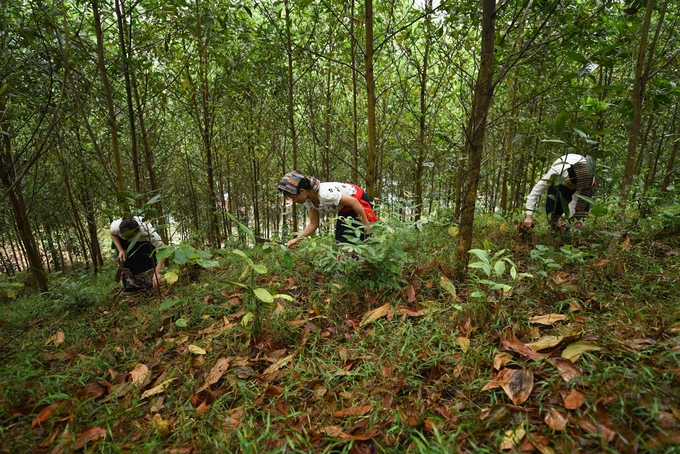 Bộ Tài chính lấy ý kiến dự thảo bổ sung quy định về sử dụng kinh phí Chương trình Phát triển lâm nghiệp bền vững. Ảnh: Tùng Đinh