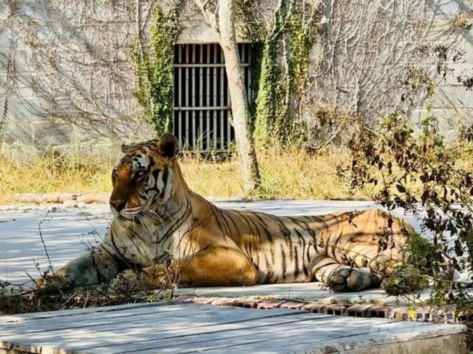 The captive Bengal tiger that has just gone through the illness is recovering. Photo: H. Phuc.