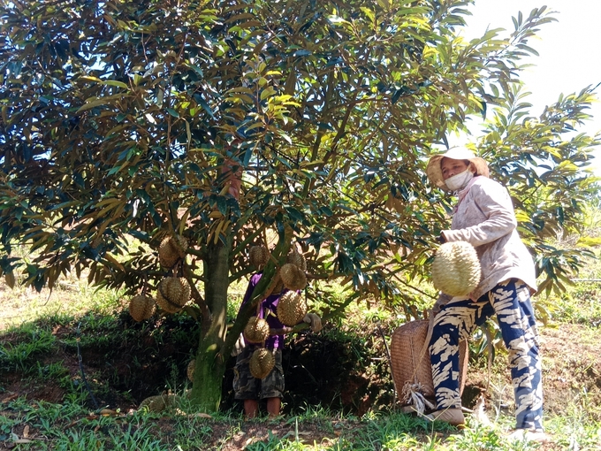 Dona durian variety is cultivated in Kon Plong District (Kon Tum). Photo: Hai Tien.