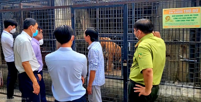 The interdisciplinary delegation inspected the tiger farming area at the Mango Garden tourist area (Dong Nai). Photo: MV.